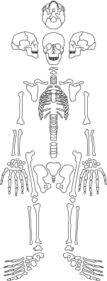 skeleton